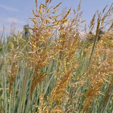 Image result for Sorghastrum