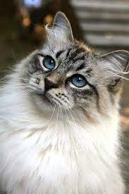 6 allergiker katzen fur uberempfindliche samtpfotenfreunde wohnideen und dekoration katzen sibirische katze mainecoon katze