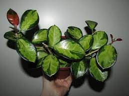 Check spelling or type a new query. Hoya Australis Lisa Hoya Plants Hoya Plant Cool Plants