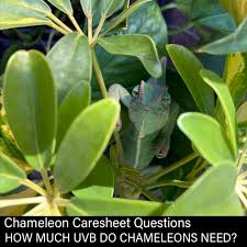 Veiled chameleon interior setup can actually be rather simple and easy to maintain. Chameleon Uvb How Much Uvb Do Chameleons Need Chameleon Academy