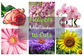 • use plant pots that have enough weight, so that. Cat Safe Flowers Flowers Which Are Non Toxic To Cats Cat World
