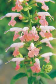 Pin On Flower Seeds