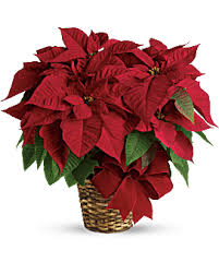 We hand deliver to most miami areas. Merry Christmas Cactus Bouquet Teleflora
