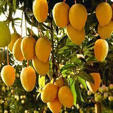 B (in sing.) these in quantity (eats fruit). Egrow 10pcs Pack Avocado Seeds Persea Americana Mill Pear Seed Diy Healthy Fruit Salad Banggood Mobile Fruit Seeds Tree Seeds Mango Tree