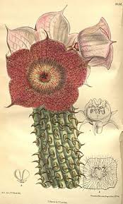 Image result for Hoodia currorii