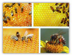 Maybe you would like to learn more about one of these? Jenis Satwa Harapan Dan Ciri Cirinya