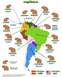 Check spelling or type a new query. Pin Em Capybara
