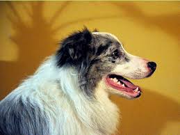 Border Collie Elityavru Com