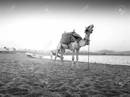 .ok so was asked why i didn't have a camel and thought it might be drawn out, but it takes about 1 minute to get one, so if you put it off go grab one, much better speed in the desert. Black And White Photo Of Beautiful Camel Standing On The Sea Stock Photo Picture And Royalty Free Image Image 123387811