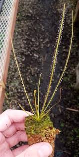 Image result for Diodia flavescens