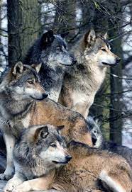 Johnnybravo20 Wolf Pack Animals Your Spirit Animal Cute Animals