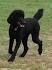 Poodle Dog Breed Information - American Kennel Club