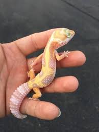 Astounding 22 Cute Leopard Gecko Https Meowlogy Com 2018 02 14 22 Cute Leopard Gecko Geckos Are Extremely Fertile And Cute Reptiles Cute Gecko Leopard Gecko