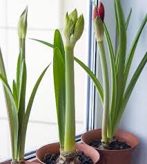 Le bulbe demande une période de repos entre deux végétations si on veut le faire refleurir. Amaryllis Belladonna Plantation Entretien Truffaut