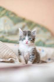 Cuta Cats Home Kittens Cutest Kittens Cat Breeds