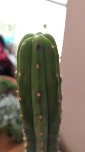 Once that happens, the plant is usually ruined forever, though that growth can be cut off and it will branch out from where the. Accidentally Took An Areole Off My Cactus It Started Rotting Should I Cut The Whole Tip Off Or Can I Cut The Rot Out Without Taking Out Too Much Of A Segment