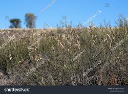 Image result for Acacia hebeclada