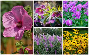 The coastal areas, where i'm from, are hot and humid most of the year. 17 Perfect Texas Perennials North And South Texas Garden Lovers Club