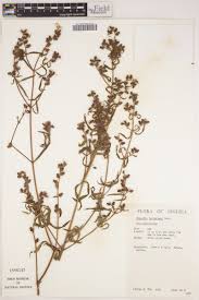 Image result for Dissotis irvingiana