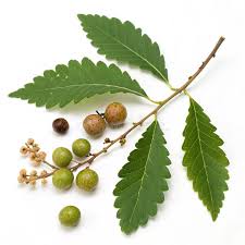 Image result for Salvadora persica