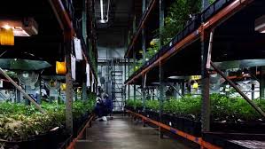 Maybe you would like to learn more about one of these? Pot Firms Seek To Open More Storefronts In Florida