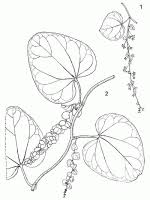 Image result for Cissampelos mucronata