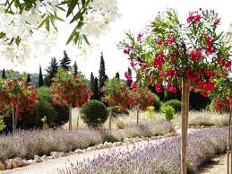 Oleander Trees And Lavender Flank This Rural Driveway Trees To Plant Backyard Landscaping Garden Trees