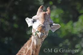 Rothschild Giraffe