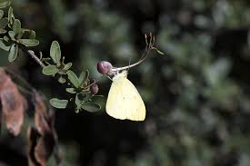 Image result for Cadaba natalensis