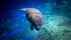 I need to be more positive. Columbus Zoo Welcomes 2 New Baby Manatees Returns 2 To Florida
