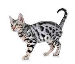 Bengals are no more aggressive than your average domestic kitty! 212 Greatest Bengal Cat Names Of All Times