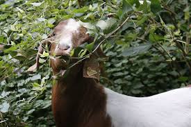 As a result, goats can be used to keep a lawn trim, but you will need to keep them well tied up. O Hare Turns To Goats To Help Cut Grass Latest News Qconline Com