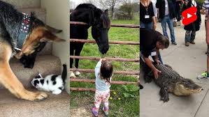 Family of Quails crossing the road in Leavenworth