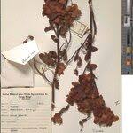 Image result for Humularia