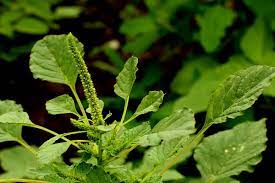 Download in under 30 seconds. What Is Pigweed What Is Amaranth Id Where To Forage For It Pigweed Medicinal Plants Plant Leaves