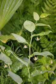 Image result for Jasminum streptopus