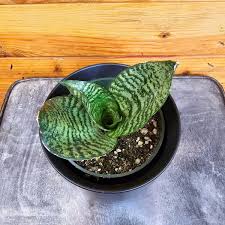 Image result for Sansevieria trifasciata