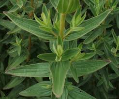 Image result for Dissotis multiflora