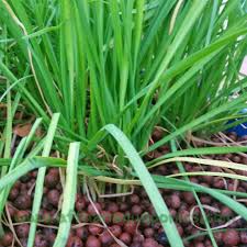 Affnan S Aquaponics Potting Garlic Chives Kuchai Redo