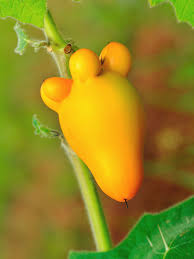 Image result for Solanum mammosum