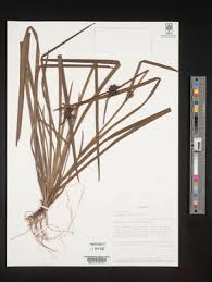 Image result for Afrosolen coeruleus