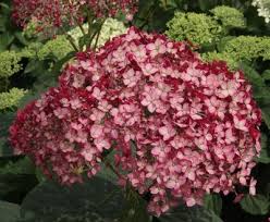 Image result for prunus domestica renkloda althana