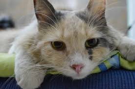 Kediler Ne Kadar Yasar Ortalama Kedi Omru Hakkinda Bilgiler