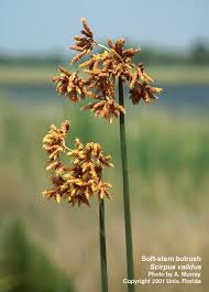 Image result for Bulbostylis scleropus