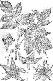 Image result for Tricliceras lanceolatum