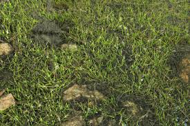 Image result for Isoetes alstonii