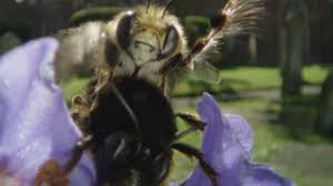 We did not find results for: Bbc Two Springwatch Hairy Footed Flower Bees Mate In Some Weird Ways
