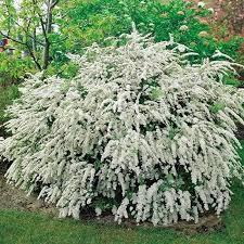 Sometimes, they are also spelled as spiraea. White Spirea Plant Spirea Plant Garden Shrubs Plants