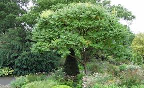 Baumschule pflanzen grosse pflanzen und baume echte. Gartenbaume So Finden Sie Ihren Favoriten Mein Schoner Garten