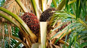 This year, it produced large clumps. Palm Oil What You Need To Know And What You Can Do Mayella Organics